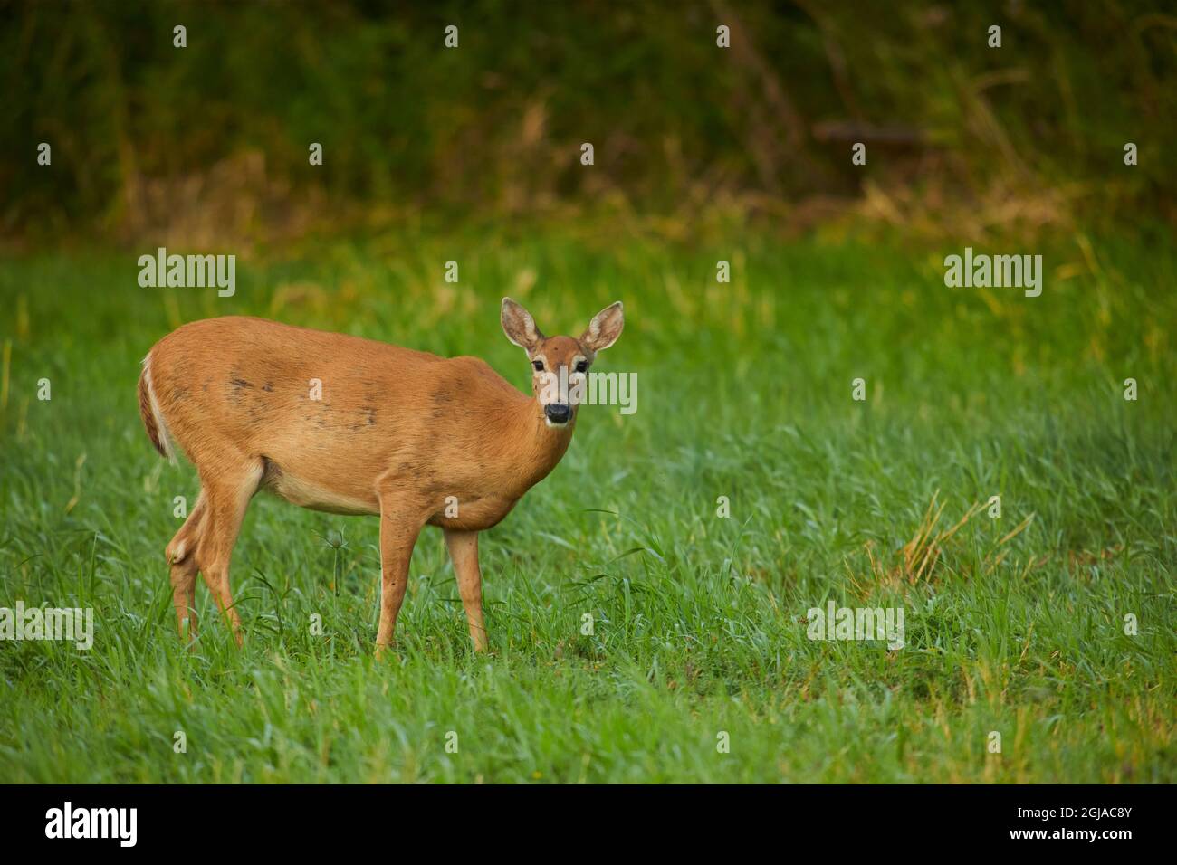 Doe de cerf de Virginie de Colombie. Banque D'Images