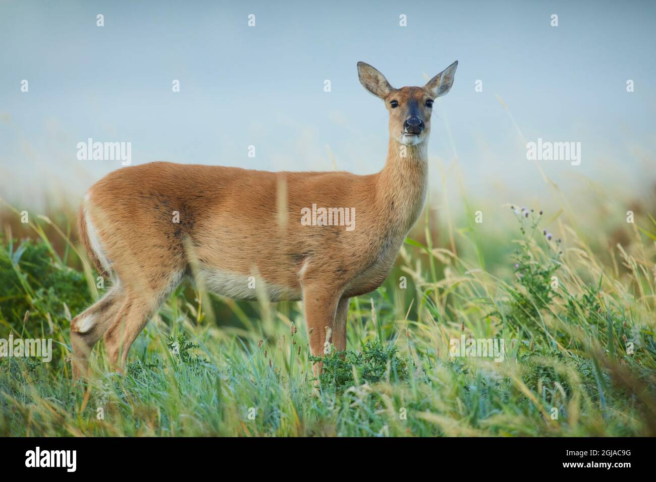 Doe de cerf de Virginie de Colombie. Banque D'Images