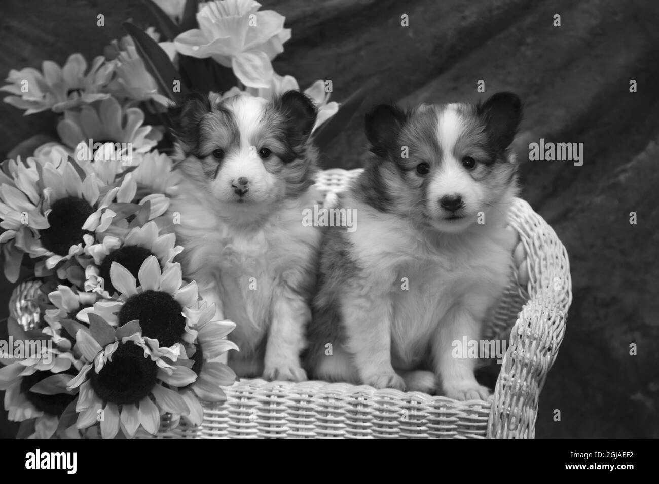 Sheltie chiots Banque D'Images