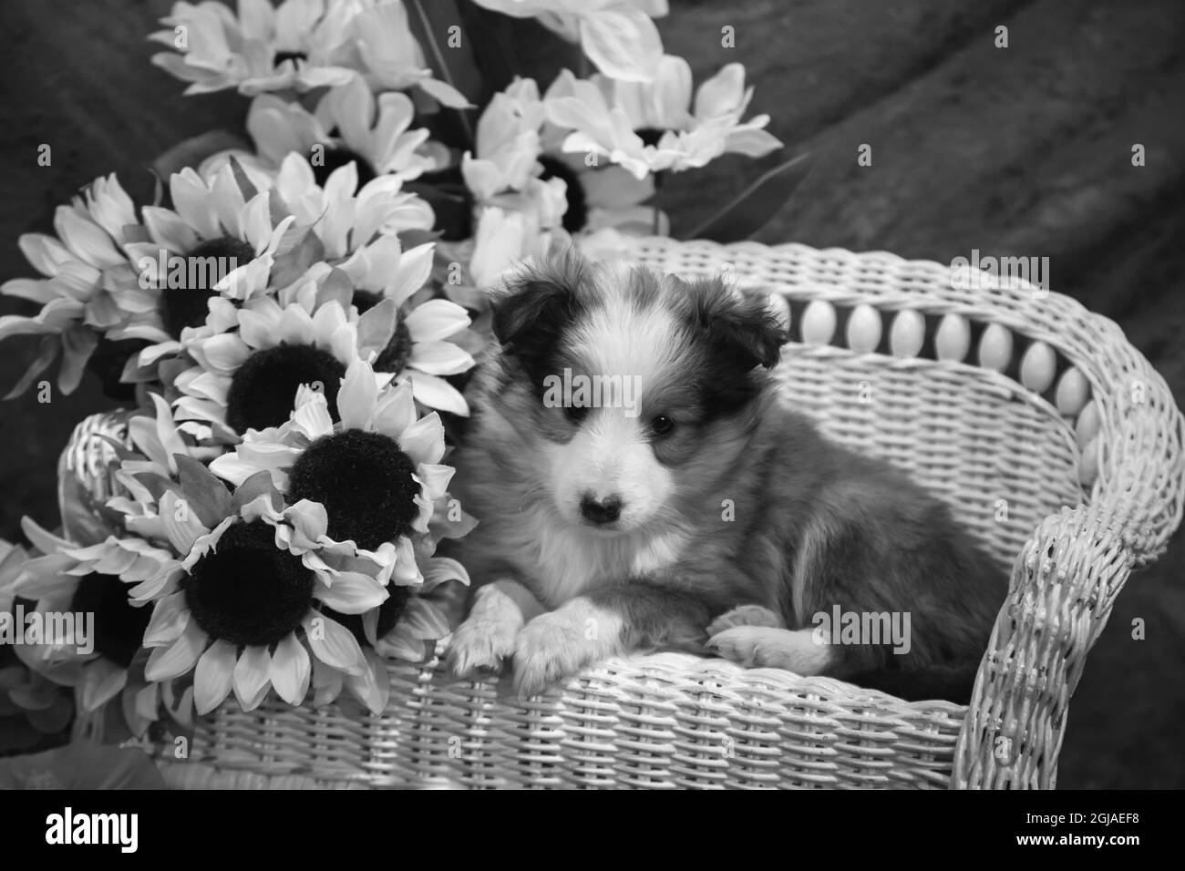 Petit chien Sheltie Banque D'Images