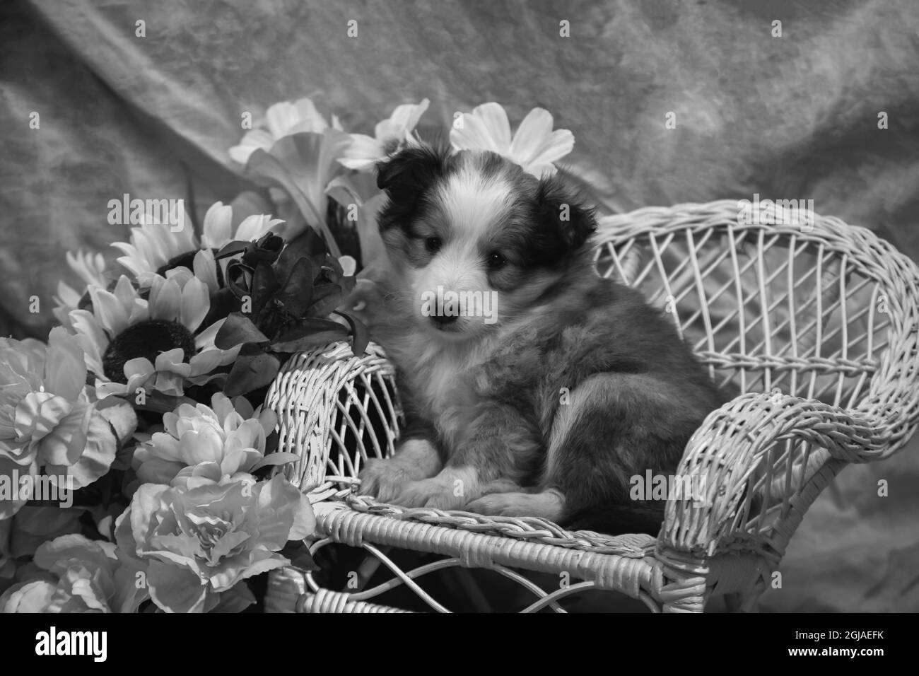 Petit chien Sheltie Banque D'Images