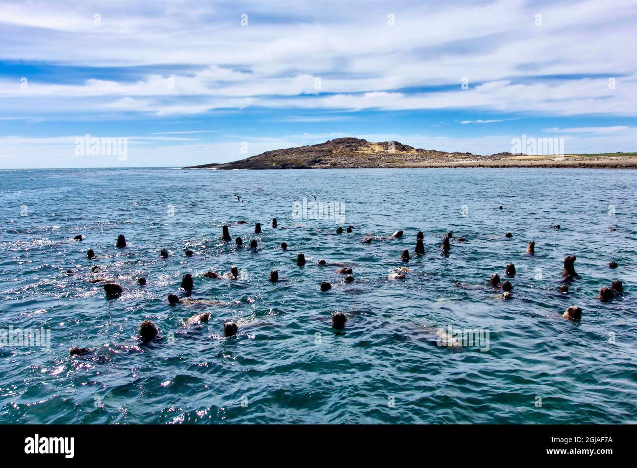 Argentine, Santa Cruz. Puerto Deseado, Penguin Island, otaries. Banque D'Images