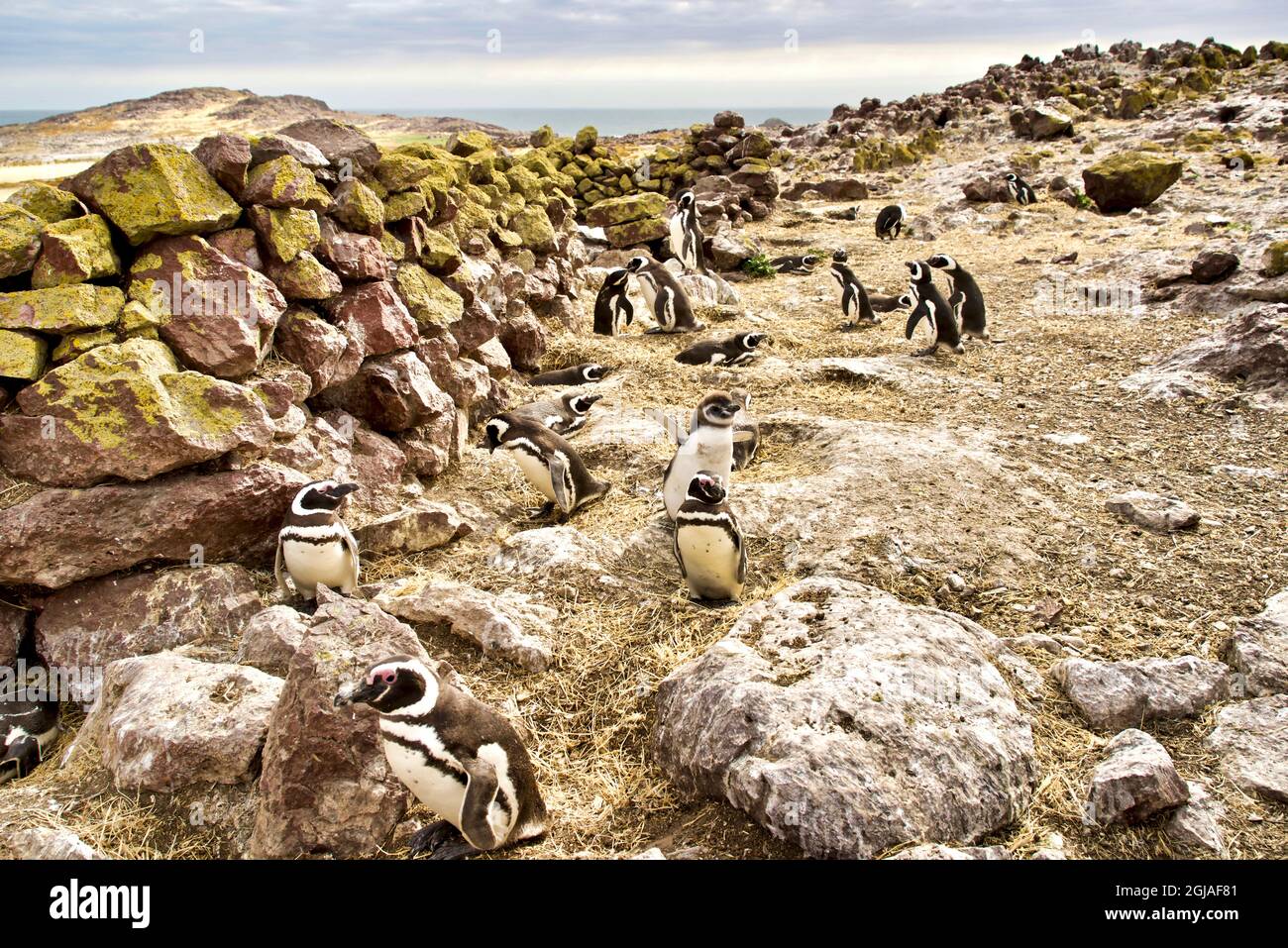 Argentine, Santa Cruz. Puerto Deseado, Penguin Island, pingouins magellaniques. Banque D'Images