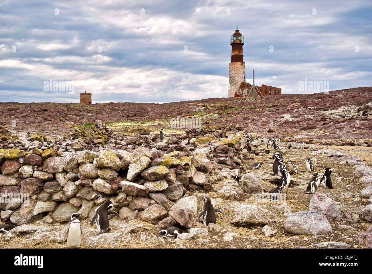Argentine, Santa Cruz. Puerto Deseado, Isla Pinguino (île des pingouins), pingouins magellaniques. Banque D'Images