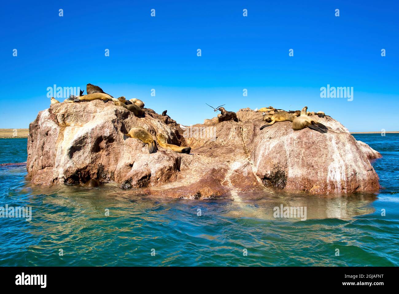Argentine, Santa Cruz. Puerto Deseado, otaries, bains de soleil sur un rocher. Banque D'Images
