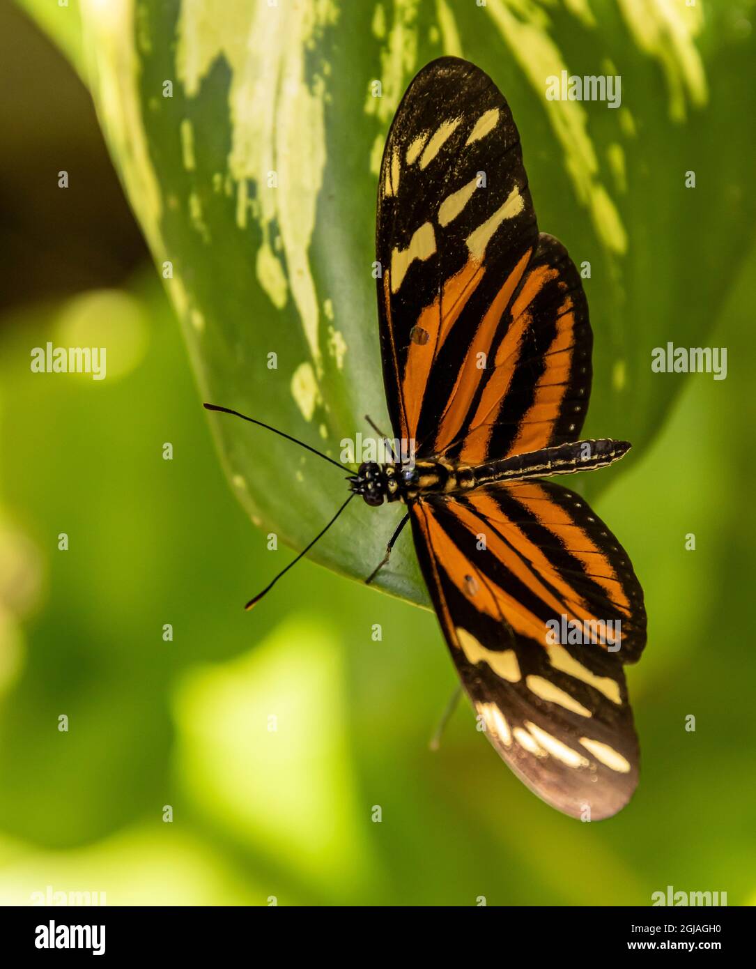 Belize, Green Hills Butterfly Ranch, Cayo, Tiger Heliconian (Heliconius ismenius) papillon. Banque D'Images