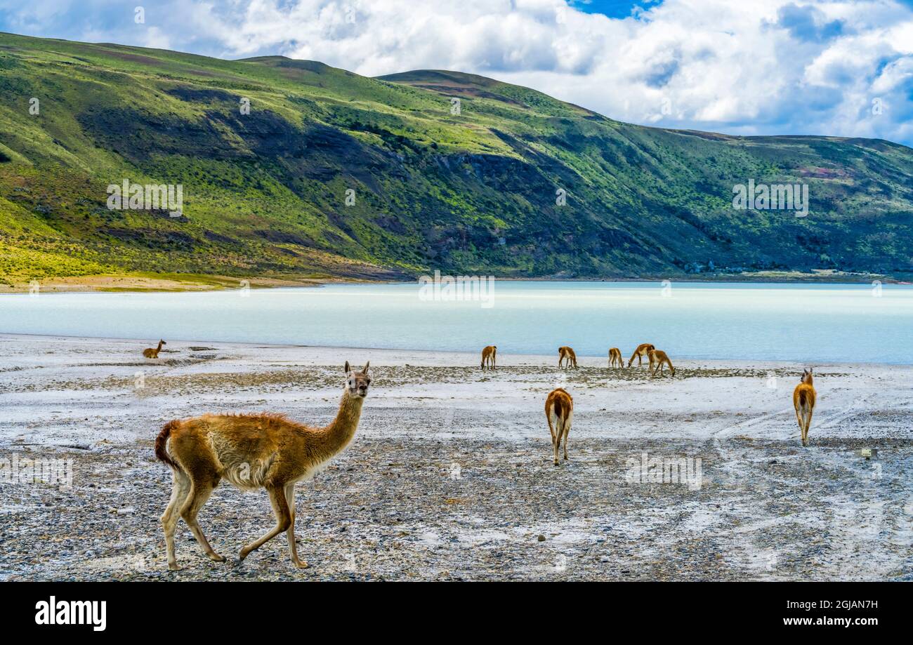 Guanacos lamas sauvages mangeant du sel, Salar de Atacama, parc national Torres del Paine, Patagonie, Chili Banque D'Images