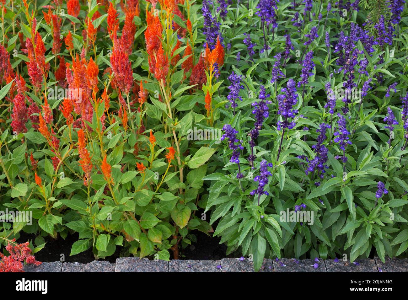 Oragne celosia à côté de la salvia farinacea dans un lit de fleurs. Banque D'Images