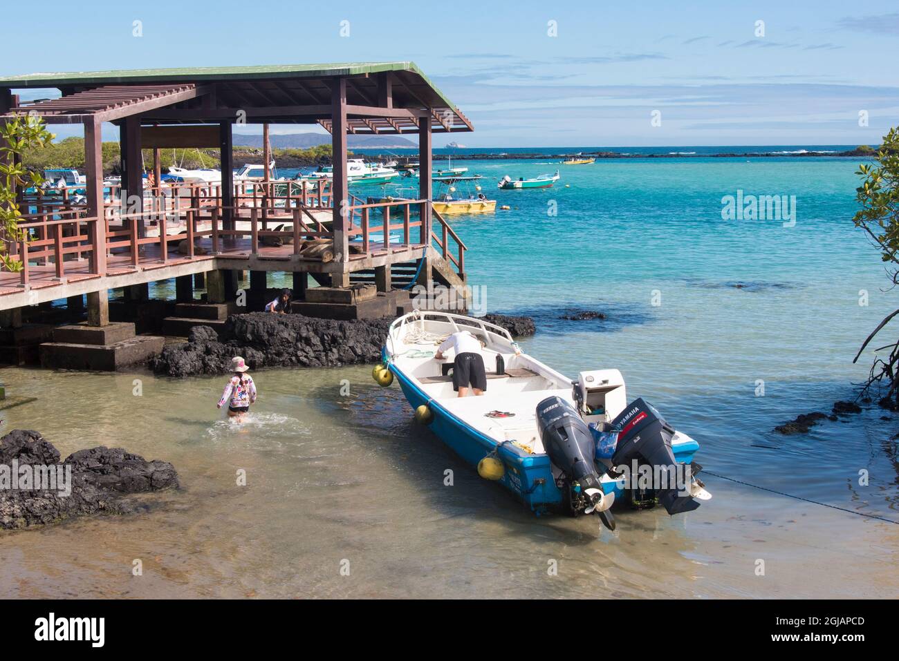 Équateur, île de Galapagos. Isabela quai de plage dépassé par des lions de mer et des iguanes Banque D'Images