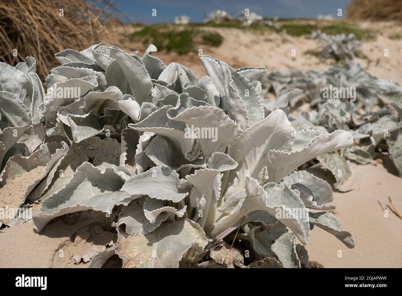 Îles Falkland, grave Cove. Le chou de mer sur une plage de sable. Credit AS: Don Gral / Galerie Jaynes / DanitaDelimont.com Banque D'Images