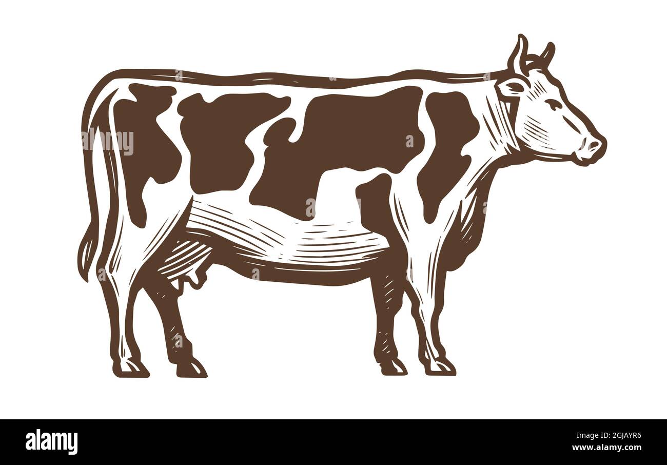 Vache laitière. Croquis d'animaux de ferme. Illustration vectorielle vintage Illustration de Vecteur