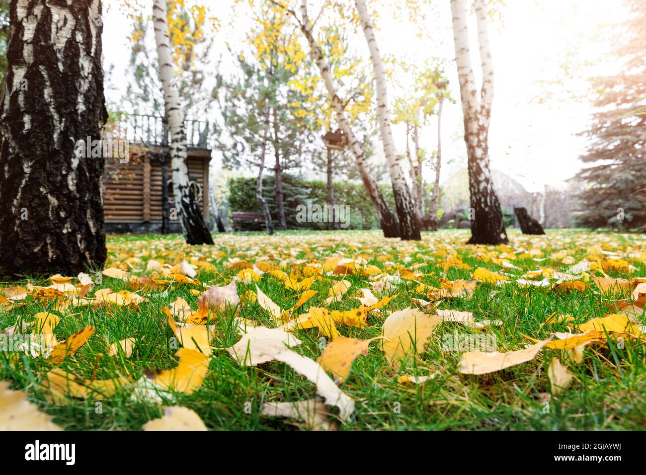 Paysage de POV à angle bas multicolore de chêne et de bouleau vif d'abord tombé feuilles sèches sur pelouse d'herbe verte à la cour du campus ou le jardin du parc de la ville dans Banque D'Images
