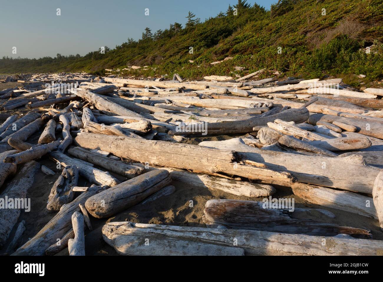 Driftwood on Wickaninnish Beach Pacific Rim National Park, Colombie-Britannique Canada. Banque D'Images