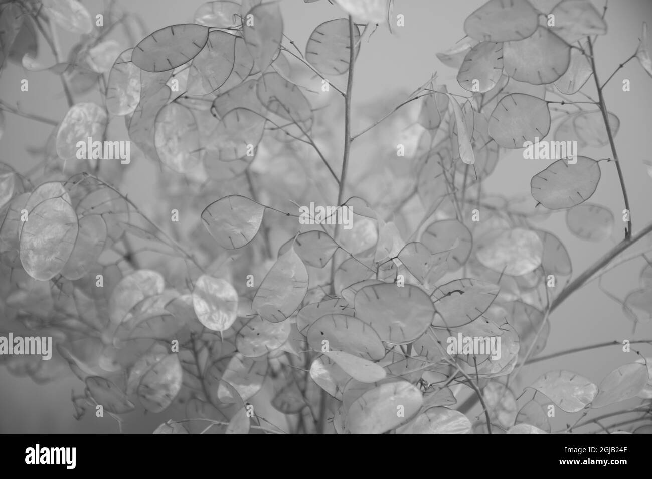 plante ornementale artificielle avec des feuilles en nacre blanche. dans un vase devant la fenêtre.Mise au point sélective des lames Banque D'Images
