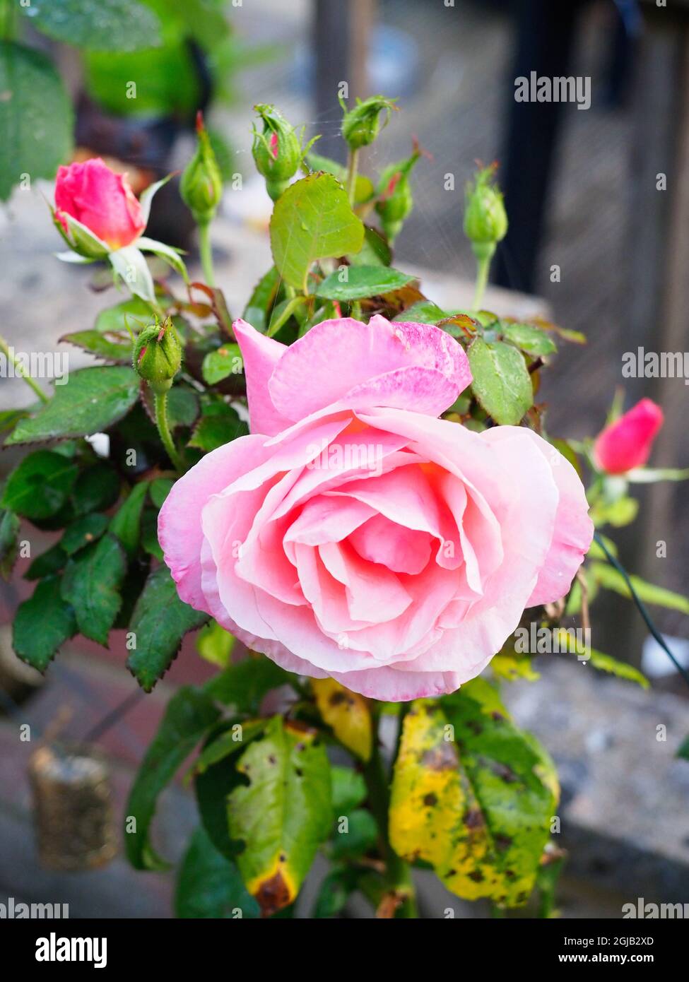 Une grande fleur rose avec des bourgeons émergents Banque D'Images