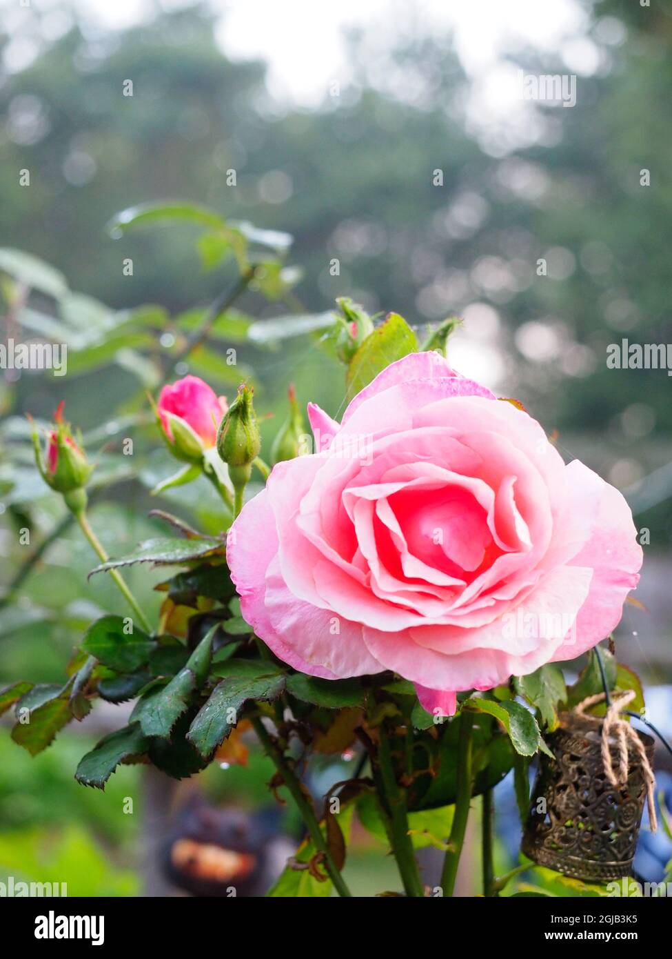 Une grande fleur rose avec des bourgeons émergents Banque D'Images