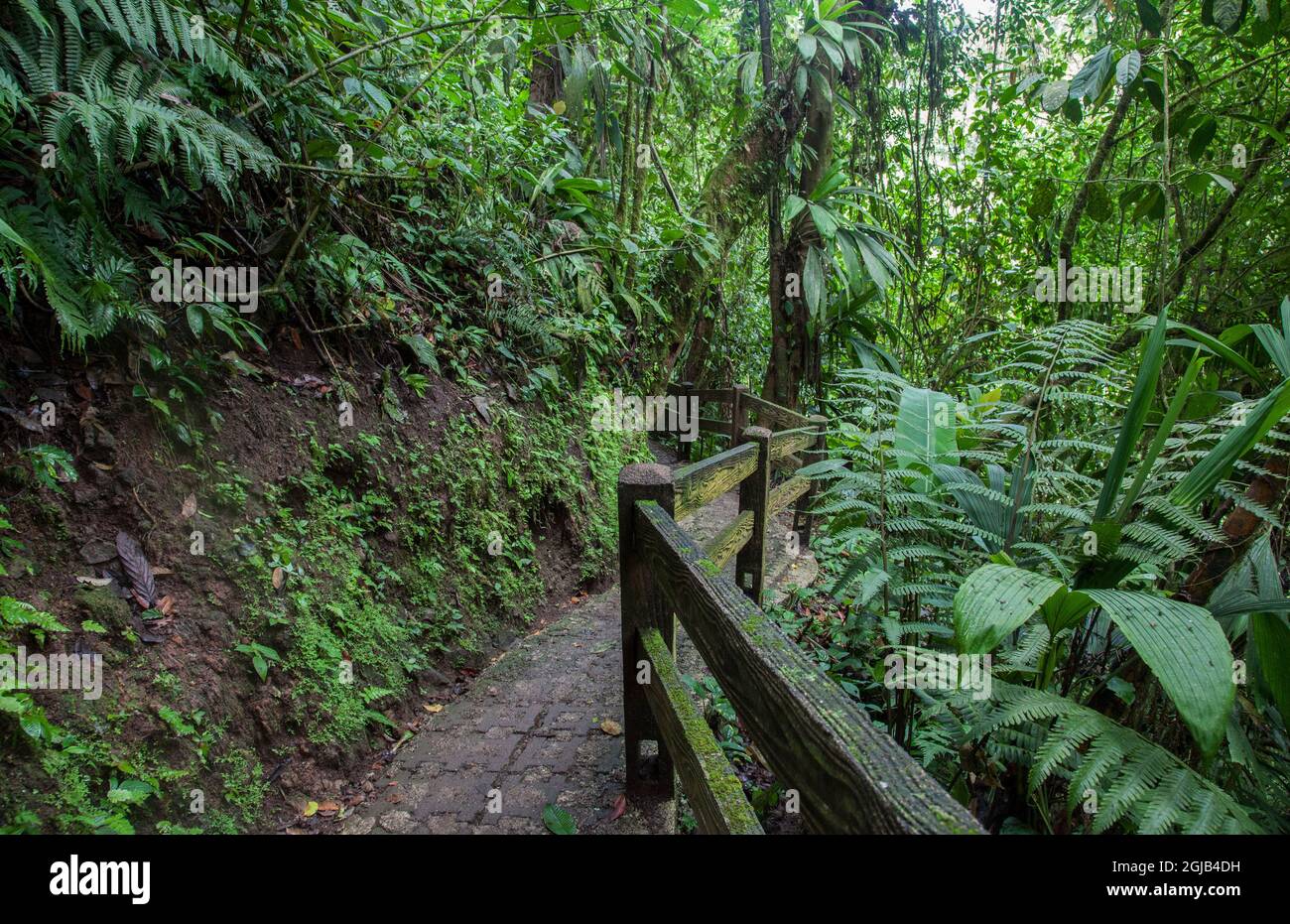 Mistico Arenal Hanging Bridges Park à Arenal, Costa Rica. Banque D'Images