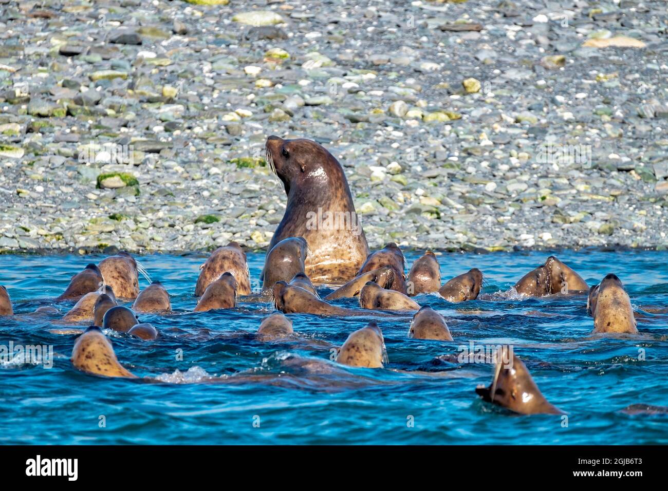 Lion de mer stellaire, canal préféré, Juneau, Alaska, États-Unis Banque D'Images