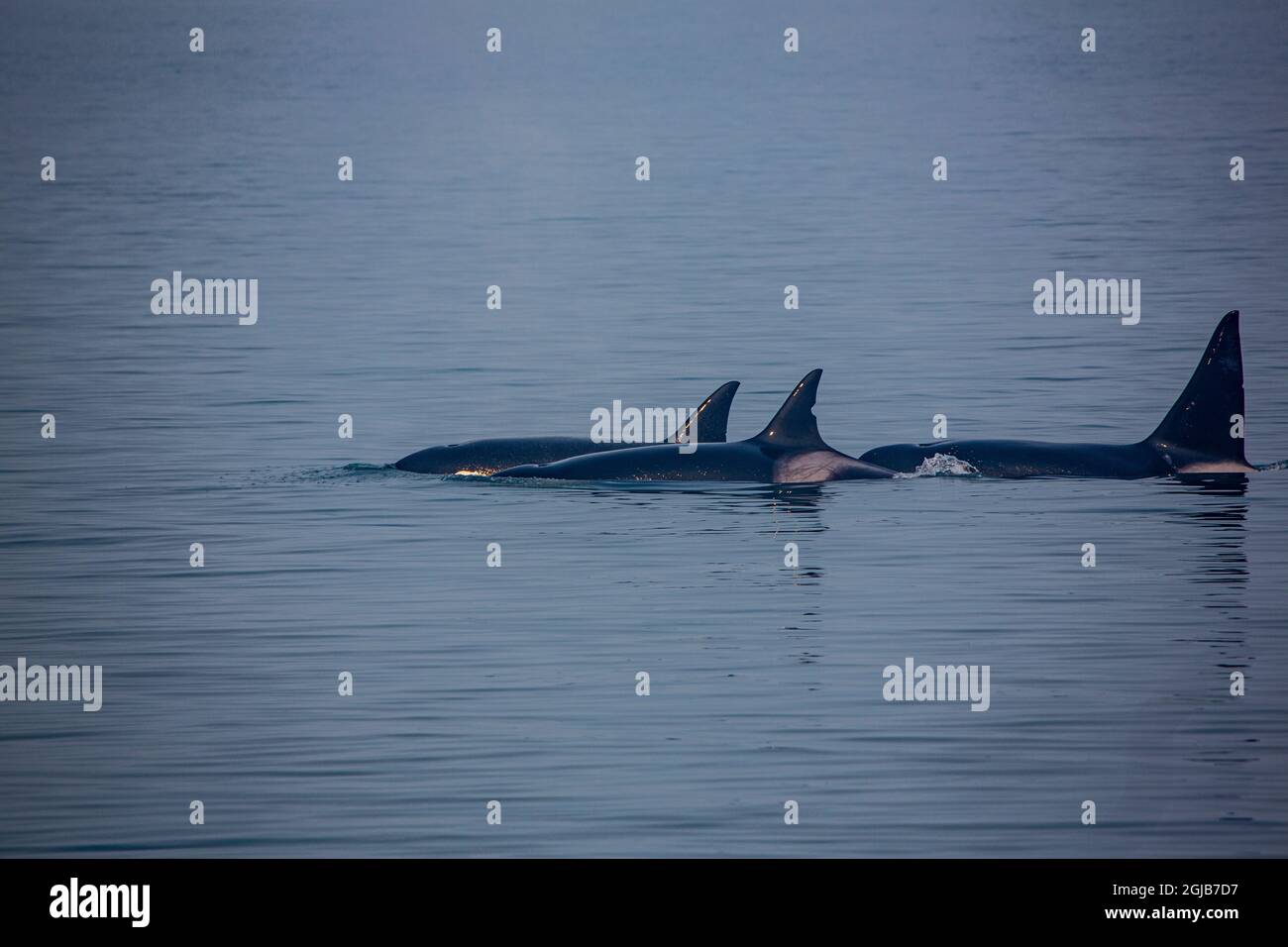 Kenai Fjords, Alaska, gousse d'orca Killer baleines Banque D'Images