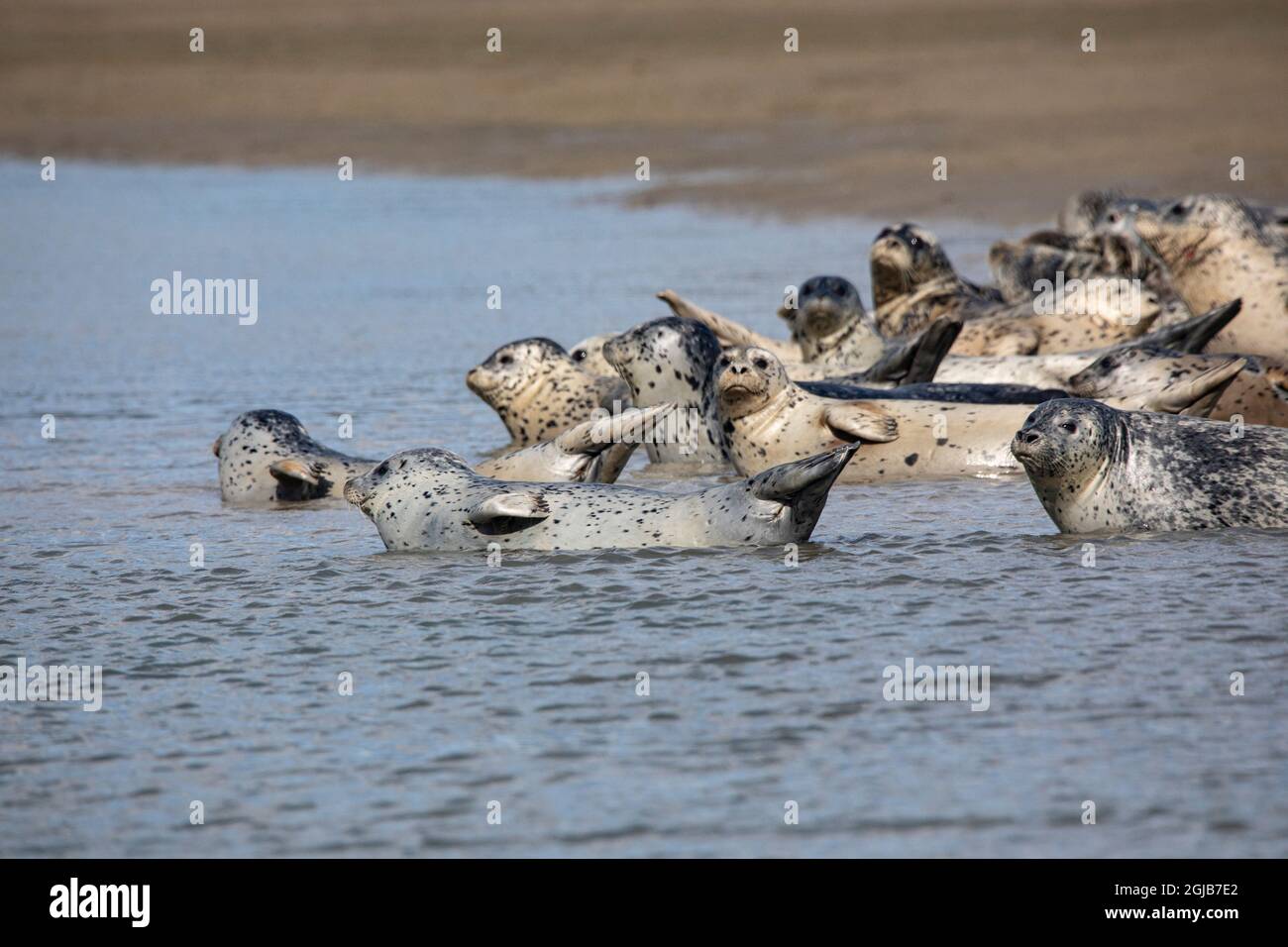 Parc national et réserve du lac Clark, Cook Inlet, péninsule Kenai, Alaska, gousse de phoques sur le méplat et dans l'eau Banque D'Images