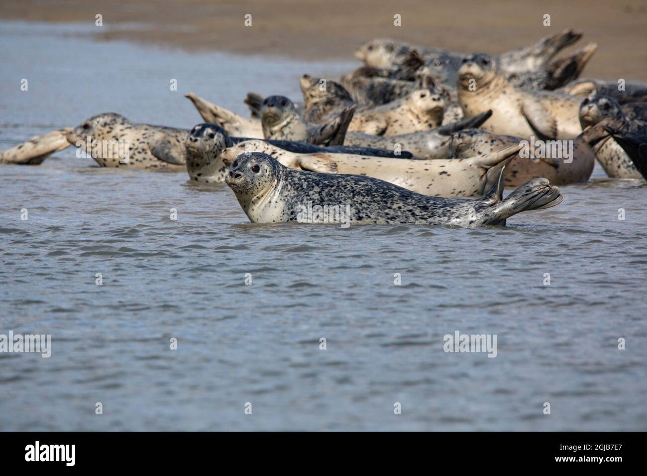 Parc national et réserve du lac Clark, Cook Inlet, péninsule Kenai, Alaska, gousse de phoques sur le méplat et dans l'eau Banque D'Images