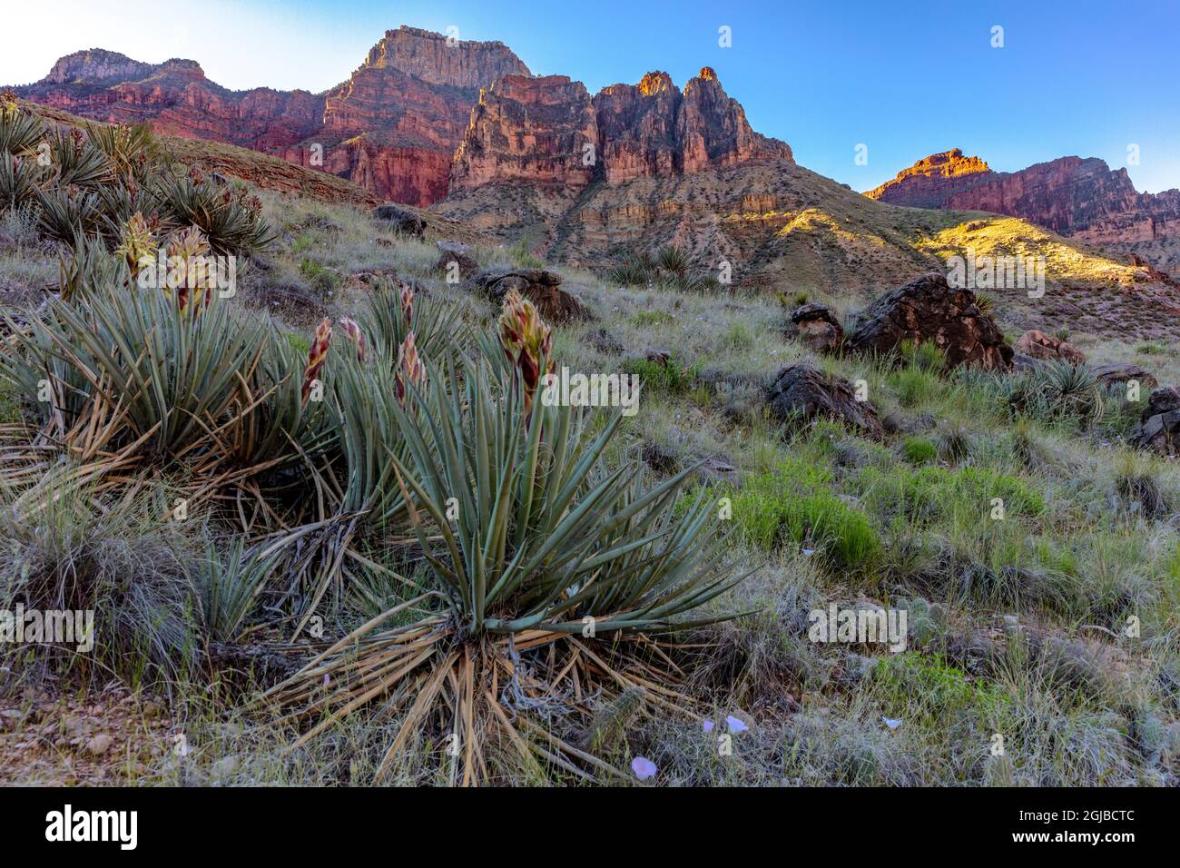 Le Yucca et sego sont des fleurs sauvages le long de la North Kaibab Trail, dans le parc national du Grand Canyon, Arizona, États-Unis. Banque D'Images