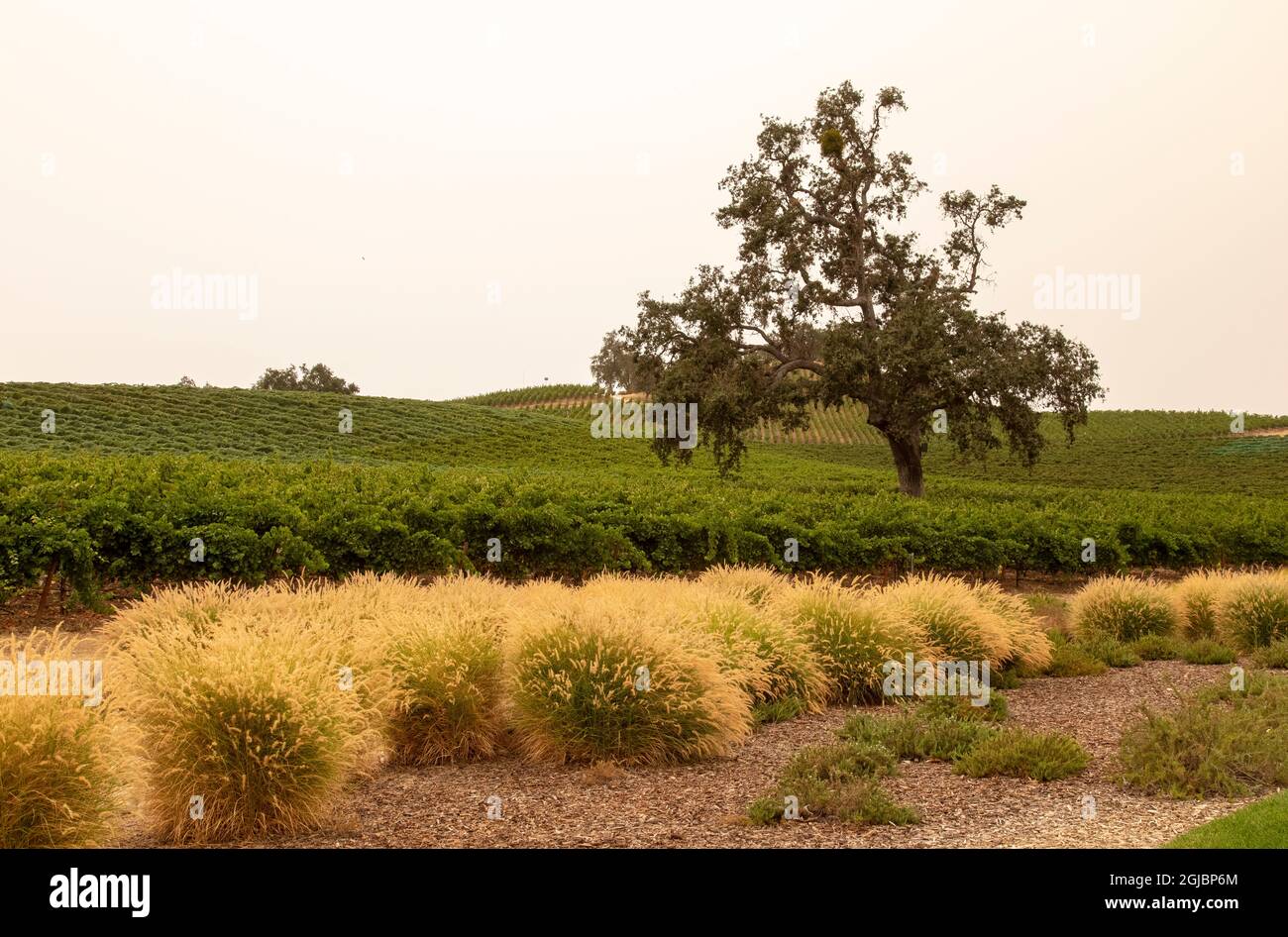 États-Unis, Californie, Paso Robles. Vignoble et collines. Banque D'Images