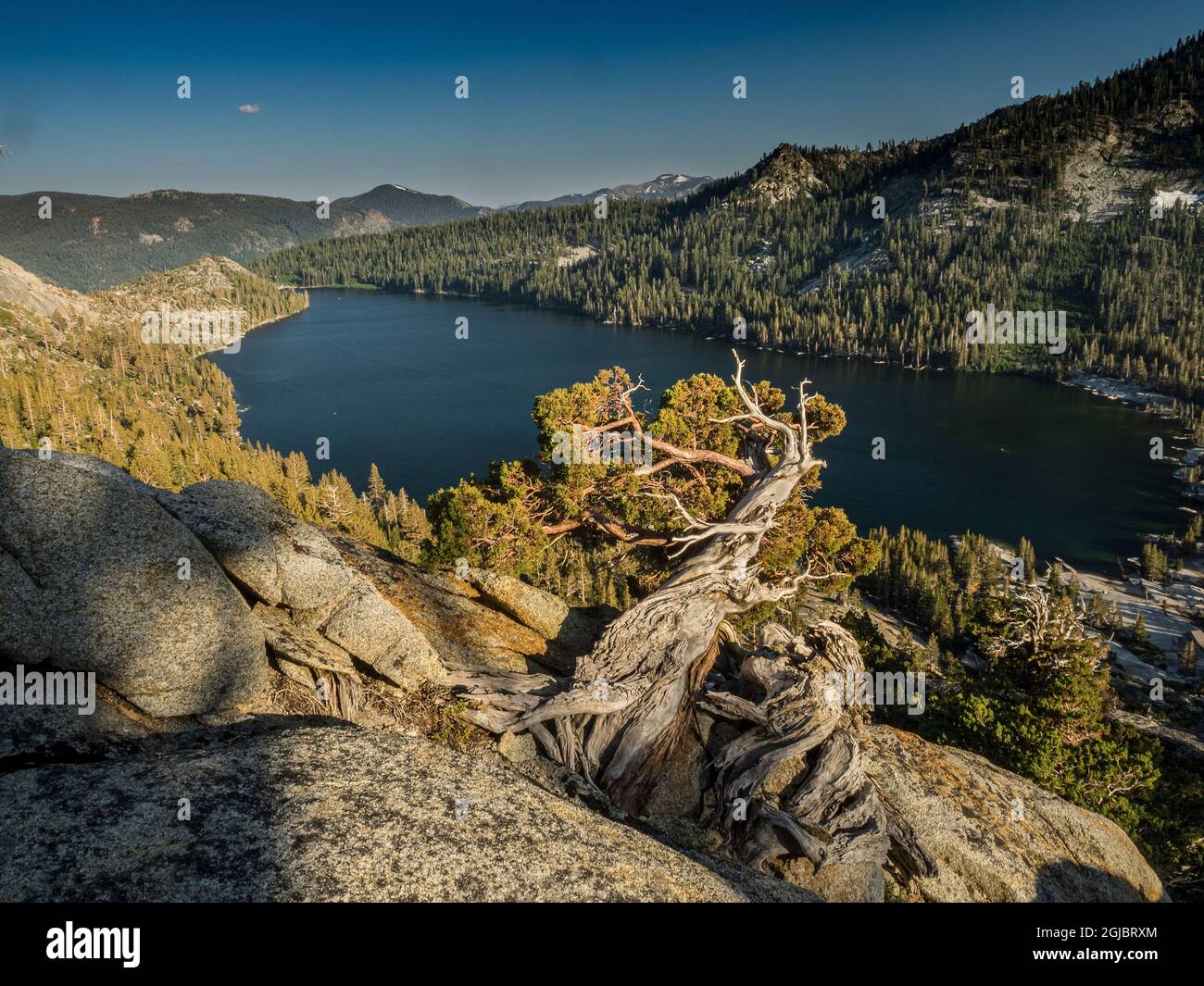 Anciens genévriers de l'Ouest au-dessus du lac Echo près de South Lake Tahoe, Californie, États-Unis. Banque D'Images