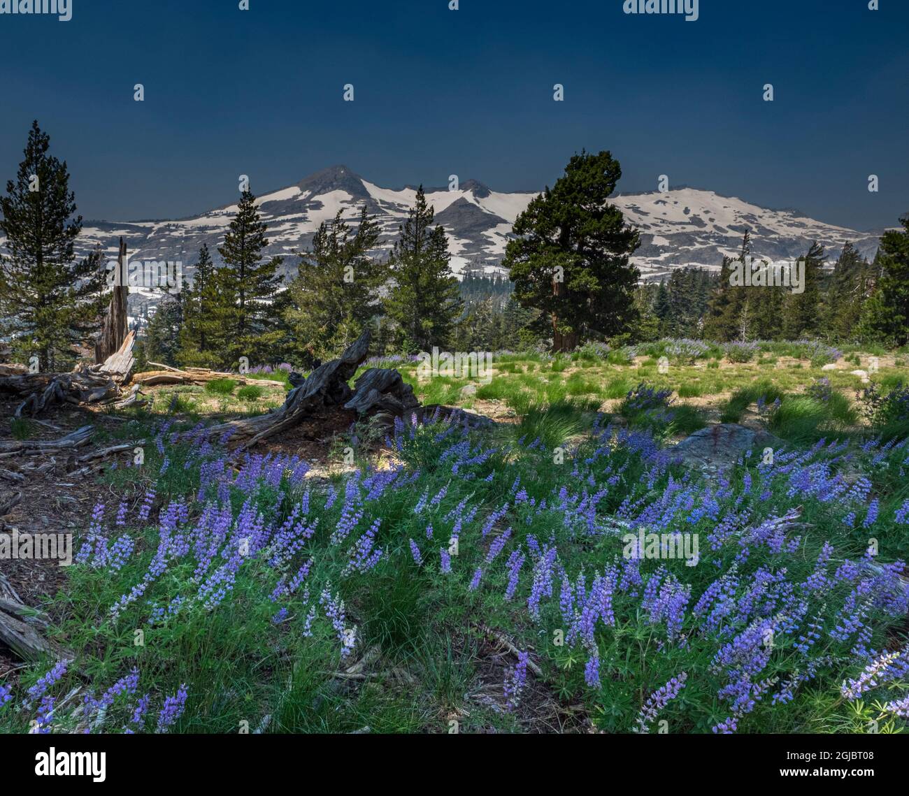 Lupin et juillet neige sur Pyramid Peak, Desolation Wilderness près de South Lake Tahoe, Californie, États-Unis. Banque D'Images