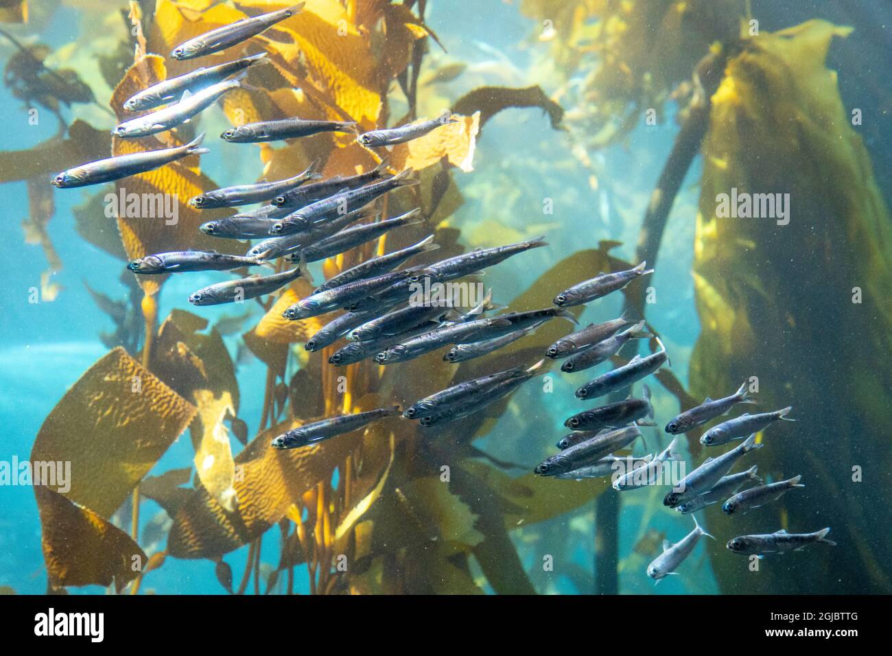 États-Unis, Californie, Monterey, Monterey Bay Aquarium, School of Pacific Sardes nageant parmi les varech Banque D'Images