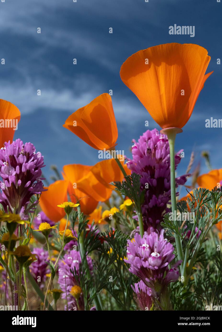 États-Unis, Californie. California Poppy, Goldfields, Owl's Clover Against the Sky, Antelope Valley, California Poppy Reserve. Banque D'Images