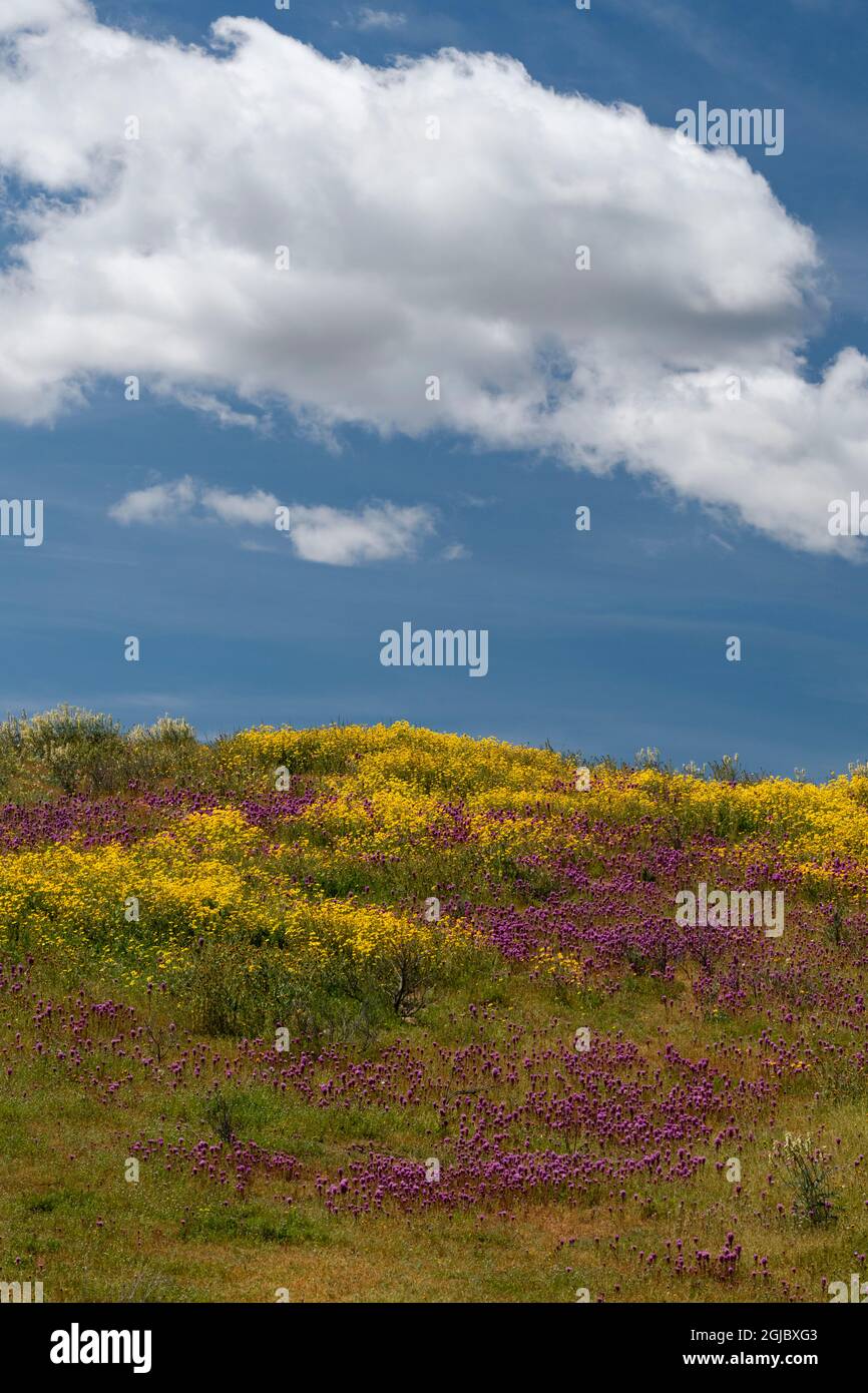 États-Unis, Californie. Le Clover de Owl et les champs aurifères avec nuages, Monument national des plaines Carrizo. Banque D'Images