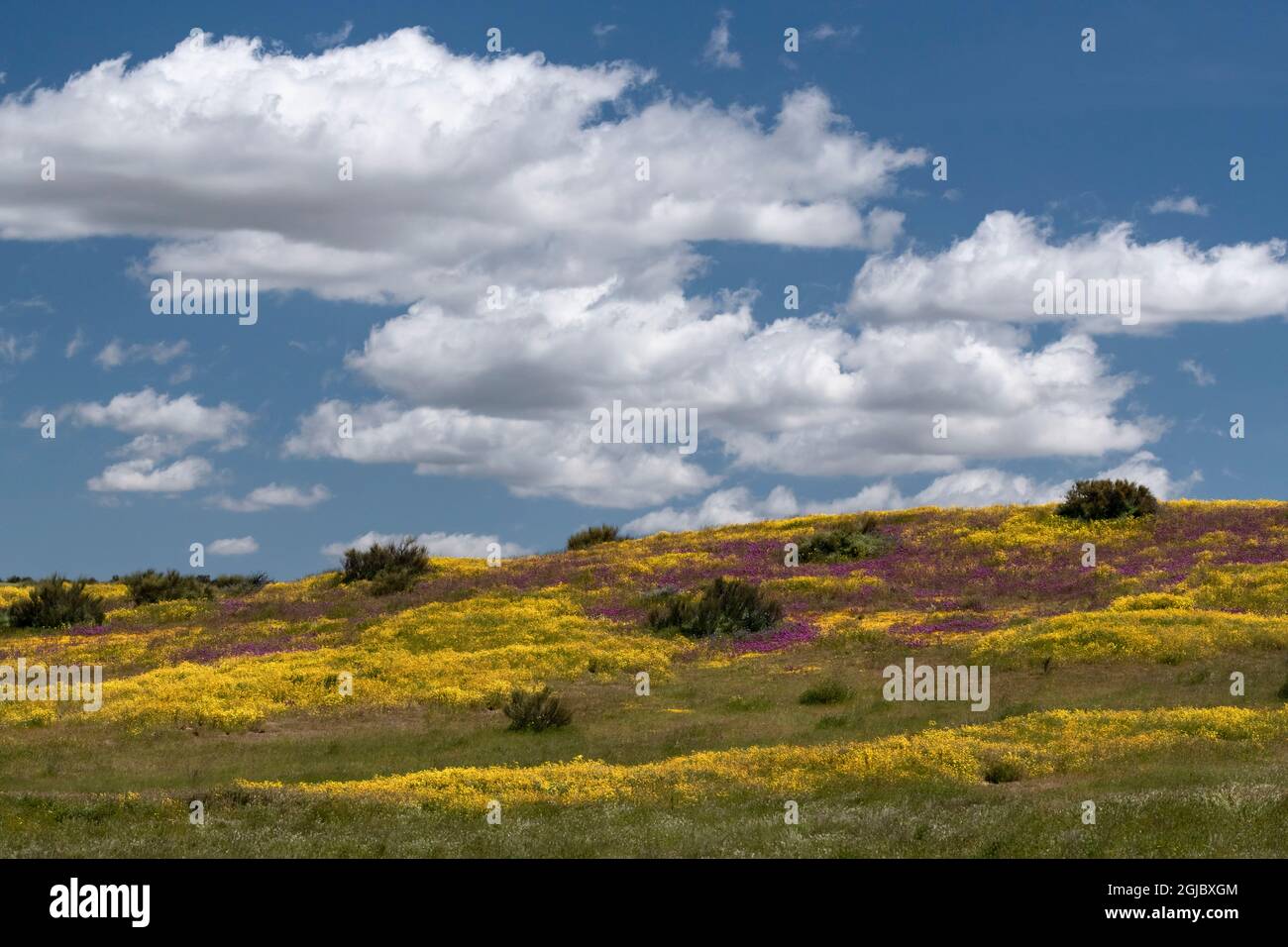 États-Unis, Californie. Le Clover de Owl et les champs aurifères avec nuages, Monument national des plaines Carrizo. Banque D'Images