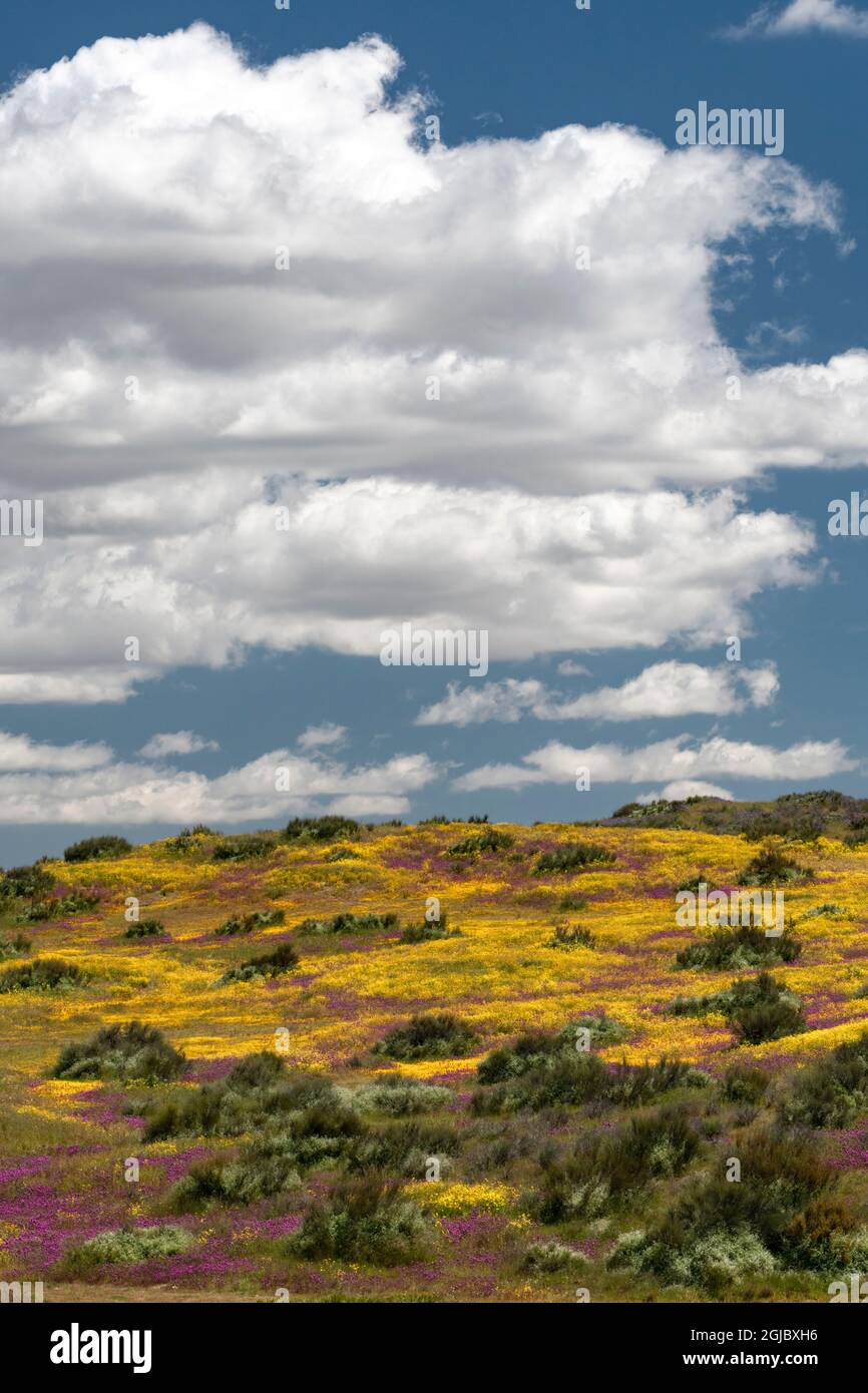 États-Unis, Californie. Le Clover de Owl et les champs aurifères avec nuages, Monument national des plaines Carrizo. Banque D'Images