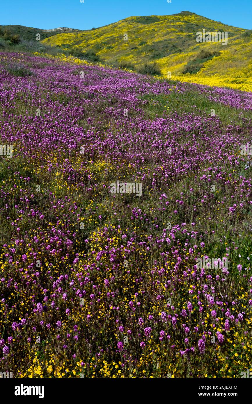 États-Unis, Californie. Le Clover de Owl et les champs aurifères avec nuages, Monument national des plaines Carrizo. Banque D'Images