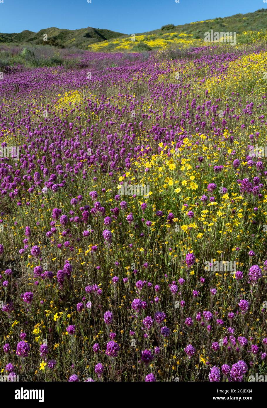 États-Unis, Californie. Chevyd's Clover et Common Hillside Daisy, Monument national des plaines de Carrizo. Banque D'Images