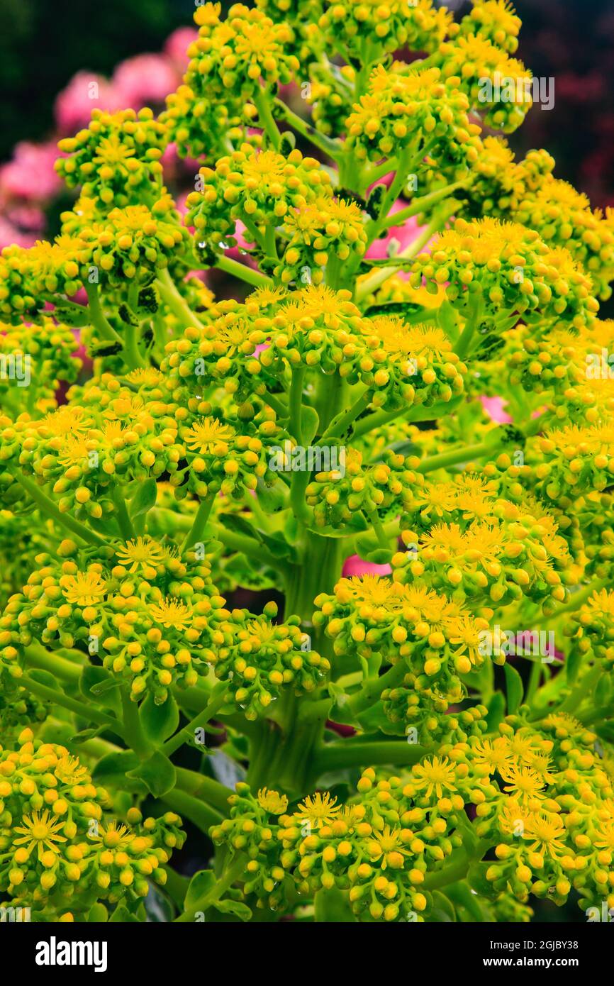 Aeonium undulatum est une plante à fleurs succulente et à feuilles persistantes de la famille des Crassulacées. Banque D'Images