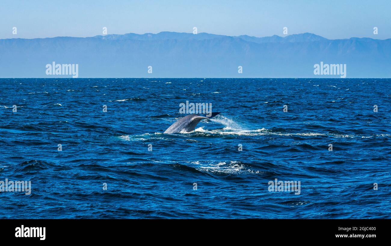 Baleine bleue (Balaenoptera musculus) à l'île de Santa Cruz, parc national des îles Anglo-Normandes, Californie, États-Unis. Banque D'Images