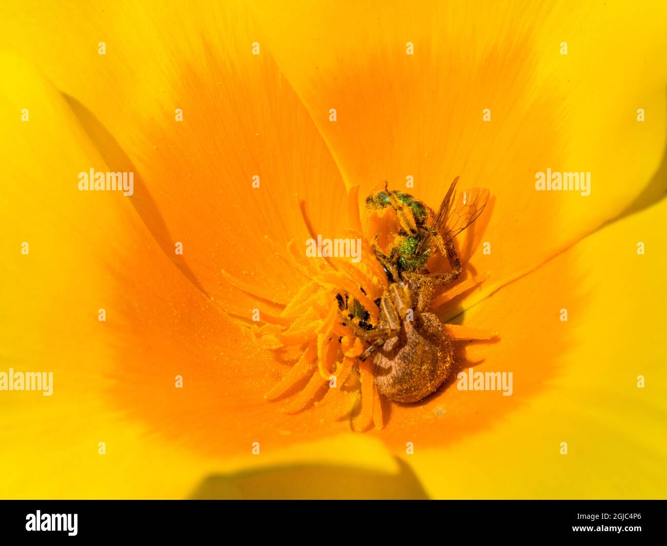 L'araignée de crabe capture l'abeille sueur verte, le pavot de Californie dans le jardin de Los Angeles, en Californie Banque D'Images