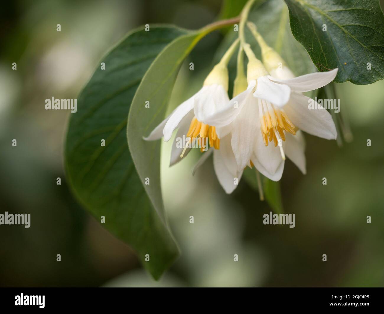 Snowdrop bush, une usine de Californie native, fleuron du printemps. Banque D'Images
