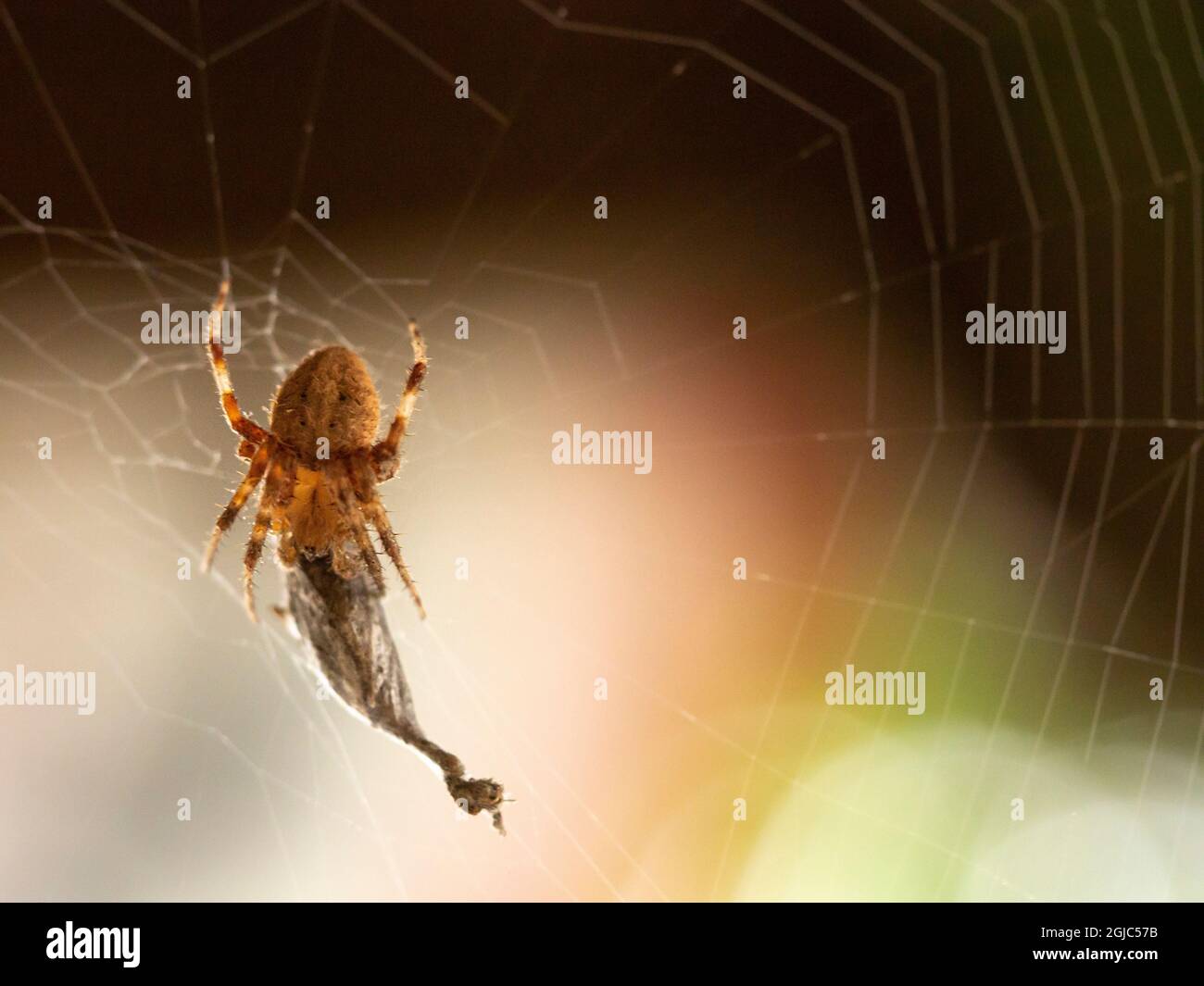 Araignée avec proie capturée et enveloppée, Californie du Sud Banque D'Images
