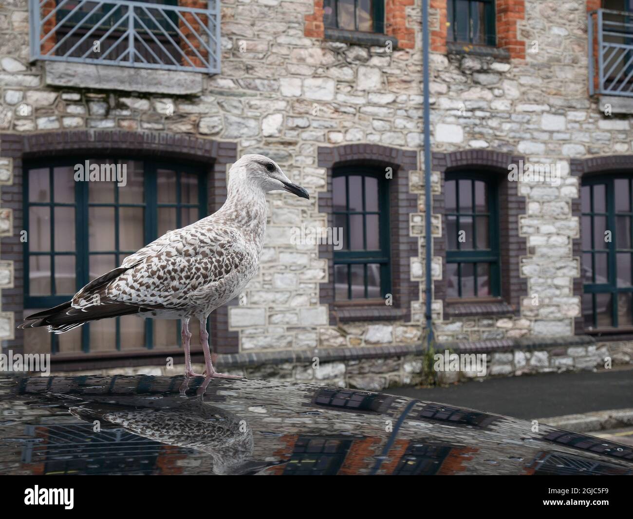 Seagull se trouvait sur le toit d'une voiture en centre-ville. Plymouth, Royaume-Uni Banque D'Images