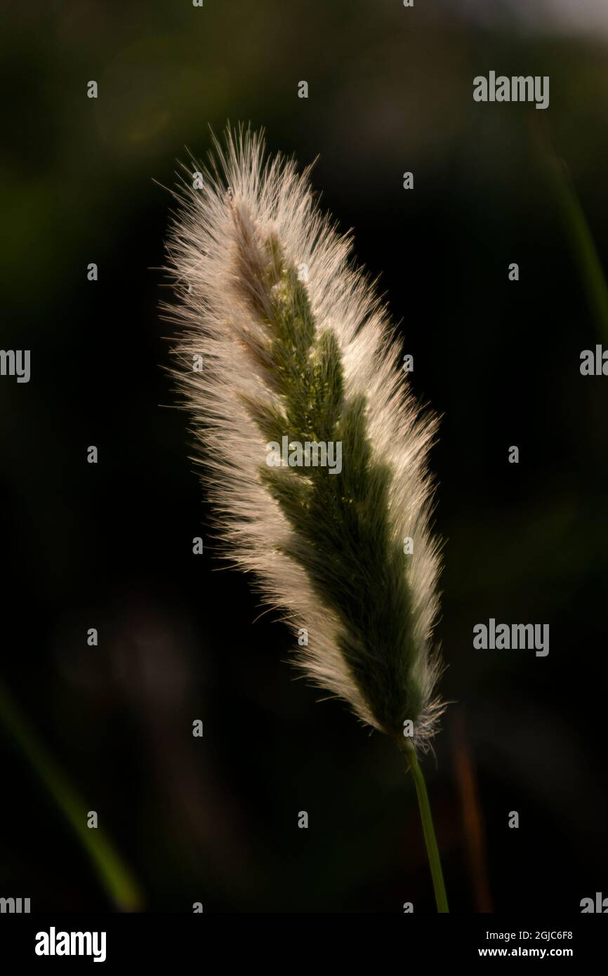 Type d'orge espèces d'herbe, rétroéclairé montrant ses pointes. Banque D'Images