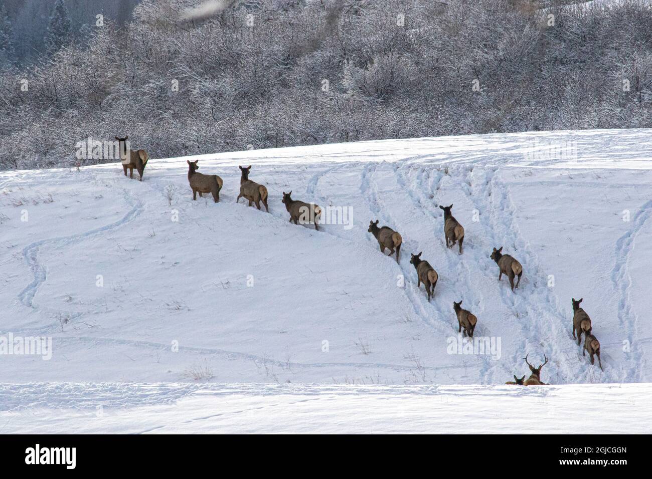 Troupeau de wapitis migrant vers une altitude plus élevée en hiver. Banque D'Images