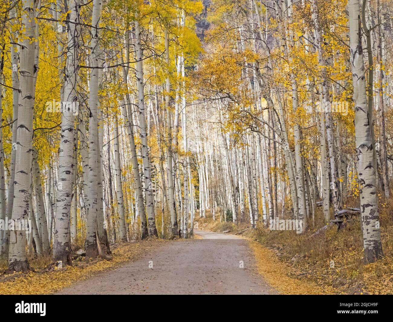 Colorado, Owl Pass, Crested Butte et aspen grove et route de terre aux couleurs de l'automne Banque D'Images