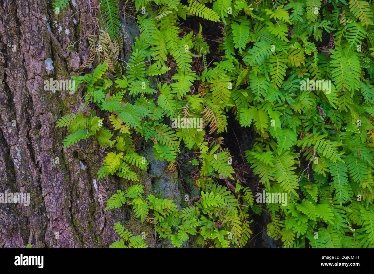 États-Unis, Floride. Fougères sur le tronc de l'arbre. Banque D'Images