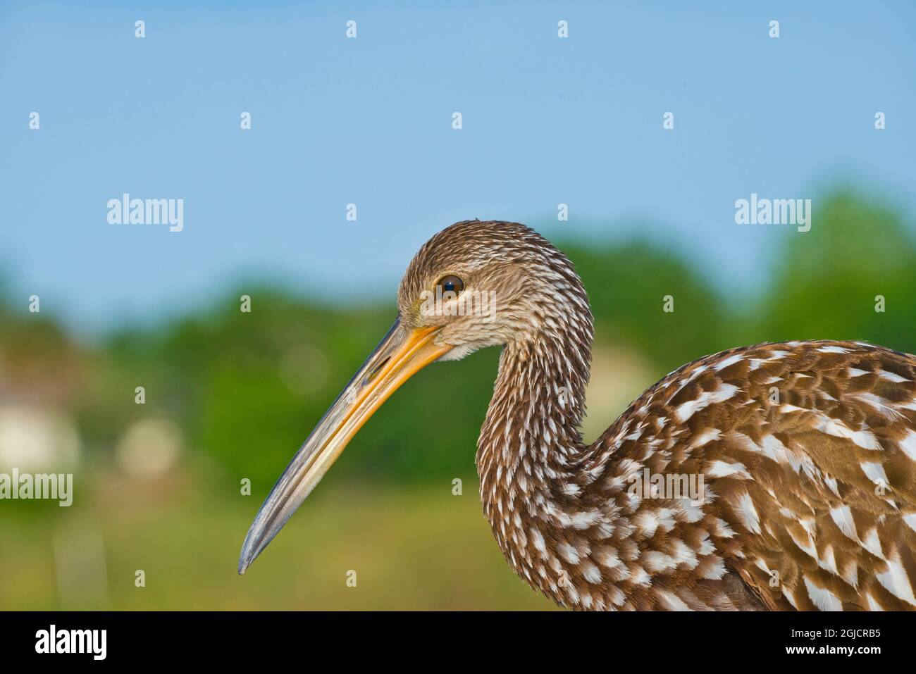 États-Unis, Floride, Sarasota, champs de céleri, Limpkin Banque D'Images