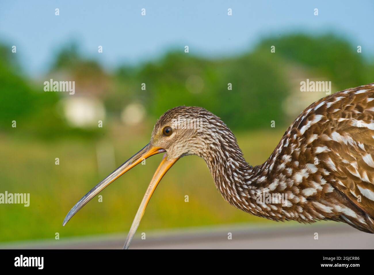 États-Unis, Floride, Sarasota, champs de céleri, Limpkin Banque D'Images