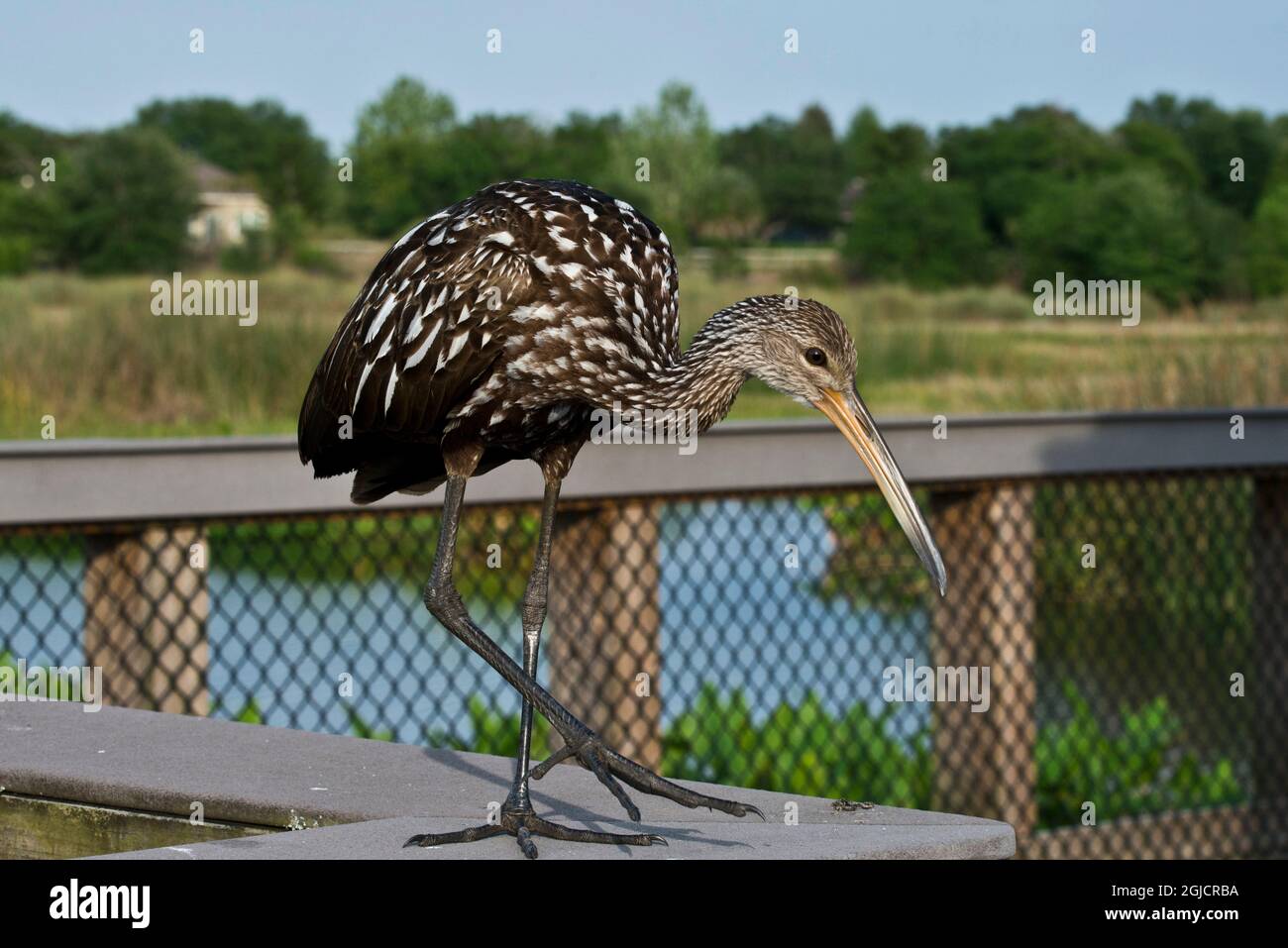 États-Unis, Floride, Sarasota, champs de céleri, Limpkin Banque D'Images