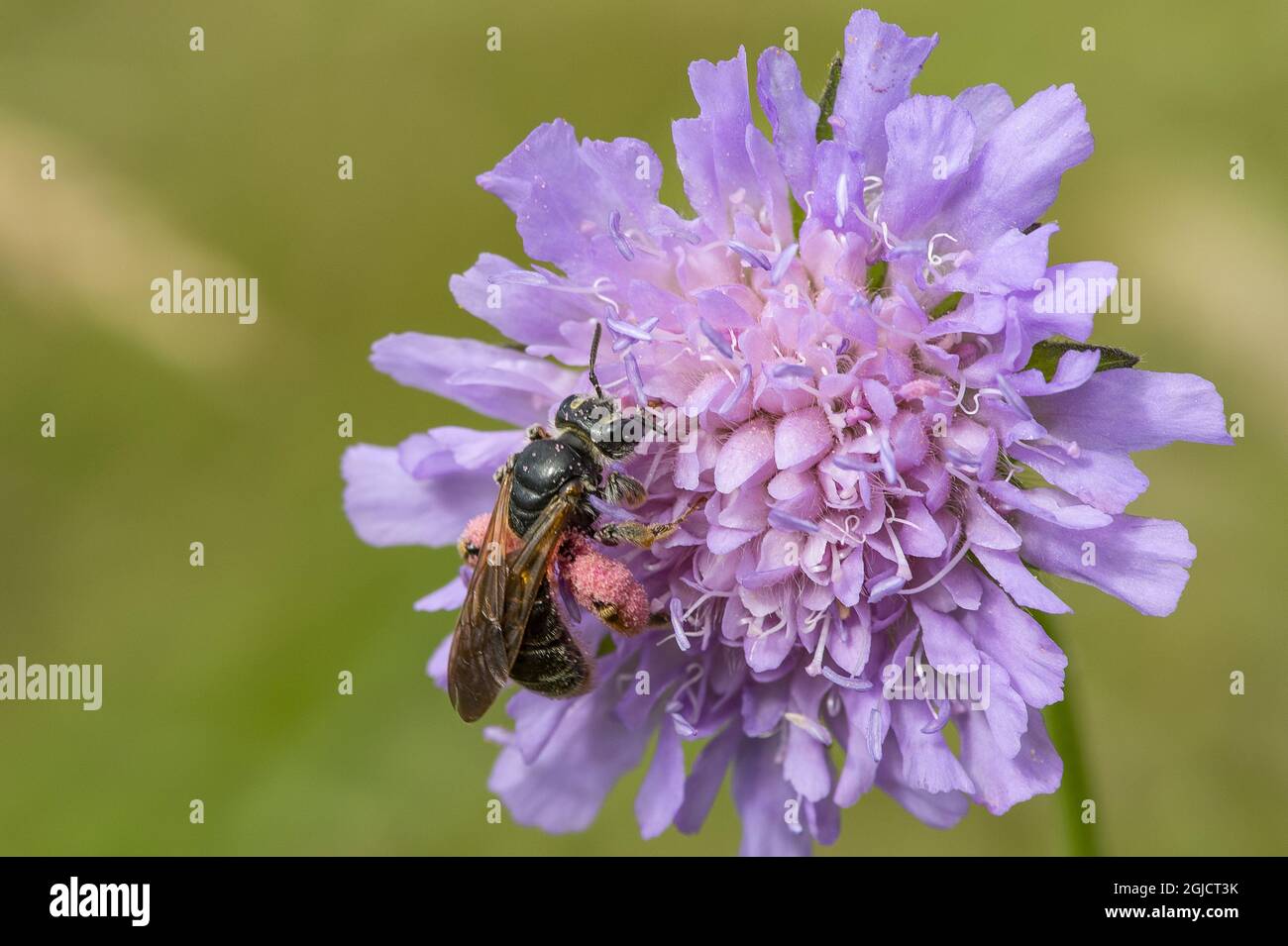 Grande abeille minière (Andrena hattfiana) pollinisant un champ Scabinious,(Knautia arvensis) Foto: Ola Jennersten / TT / Kod 2754 Banque D'Images